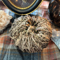 Rose of Jericho